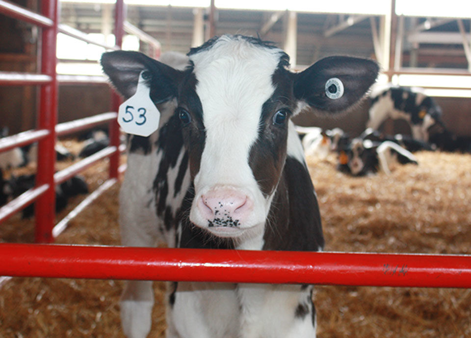 Hundreds expected at the 2019 Stearns County Breakfast on the Farm